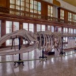 La Balena di Taranto